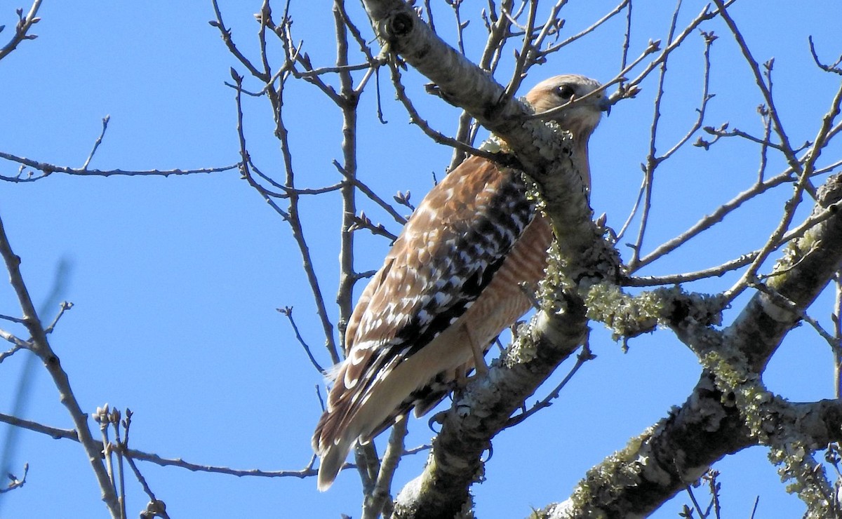 Red-shouldered Hawk - ML414703011