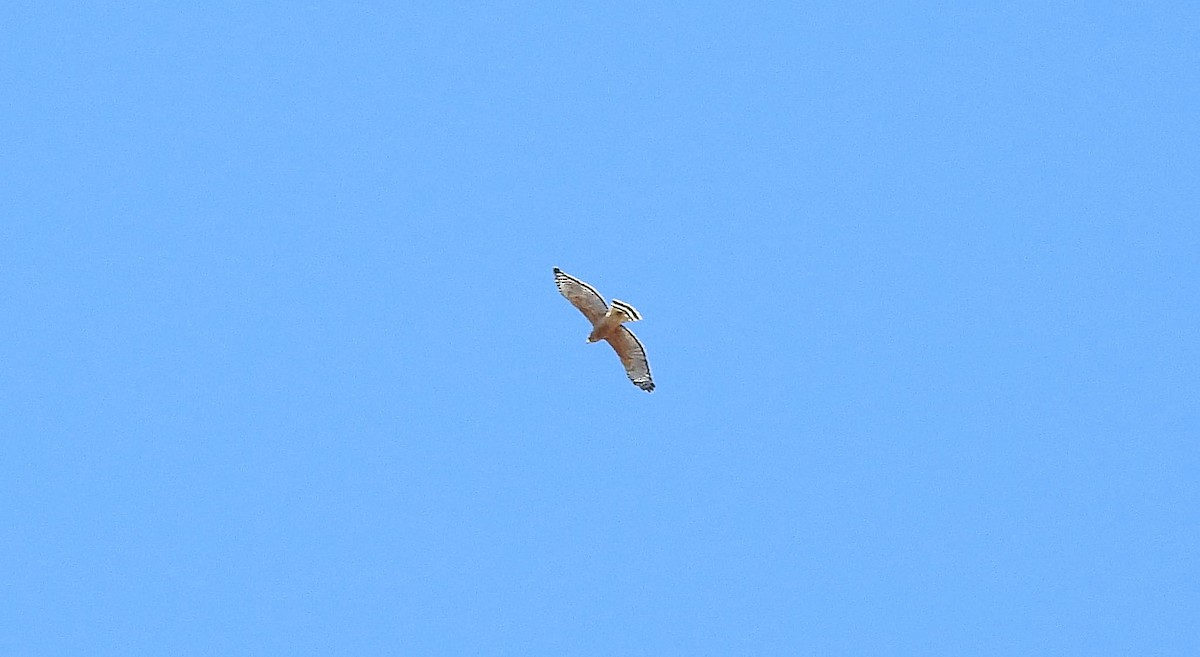 Red-shouldered Hawk - ML414703541