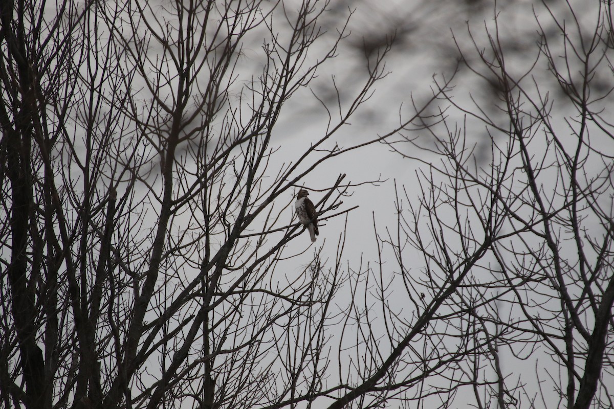 Red-tailed Hawk (borealis) - ML414703681