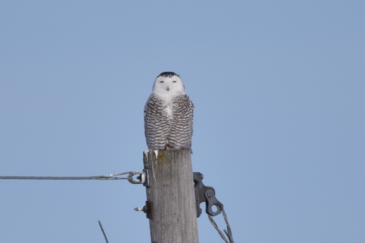 Snowy Owl - Henri Ouellet