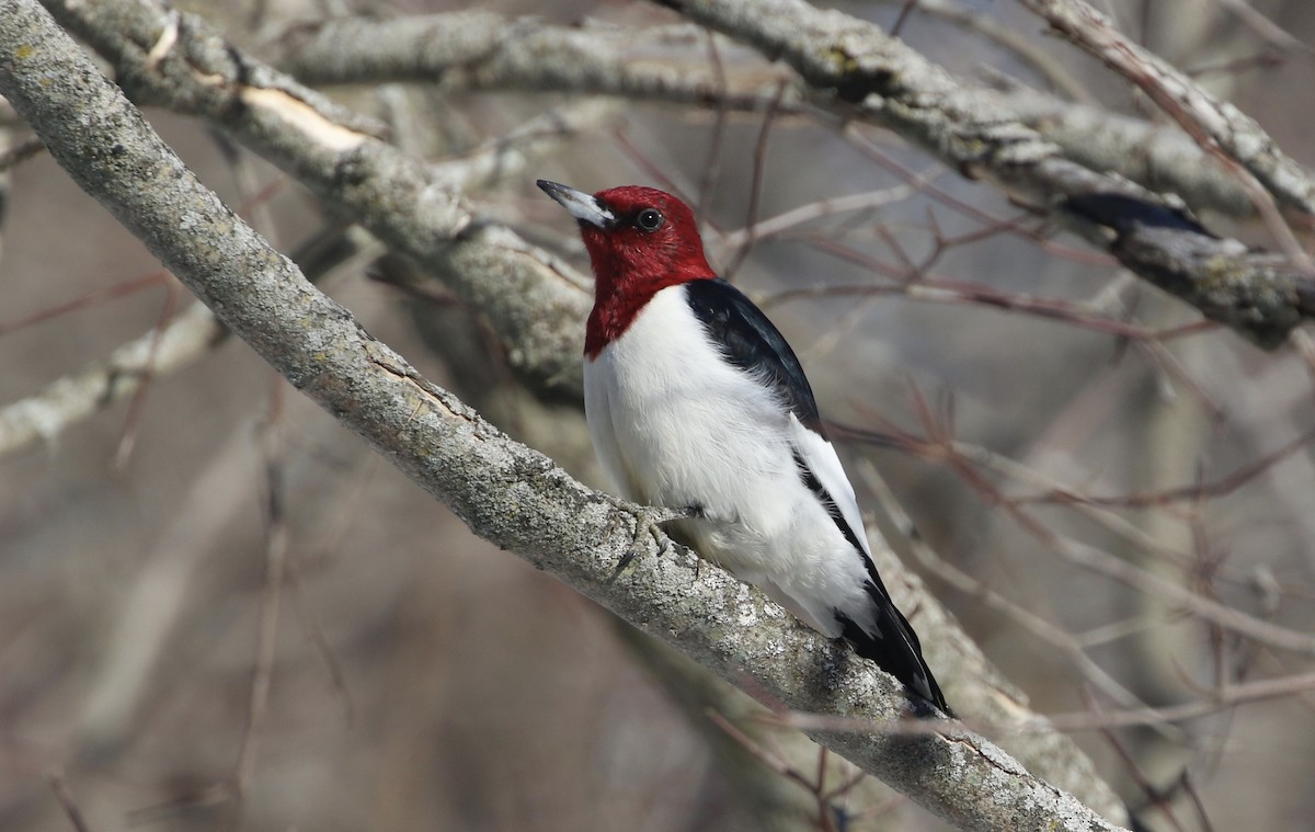 Red-headed Woodpecker - Dan Gesualdo