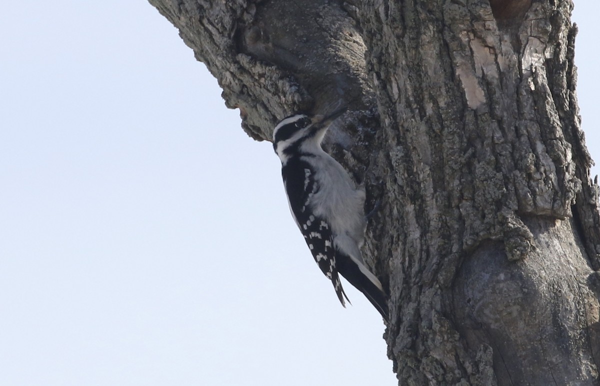 Hairy Woodpecker - ML414706691