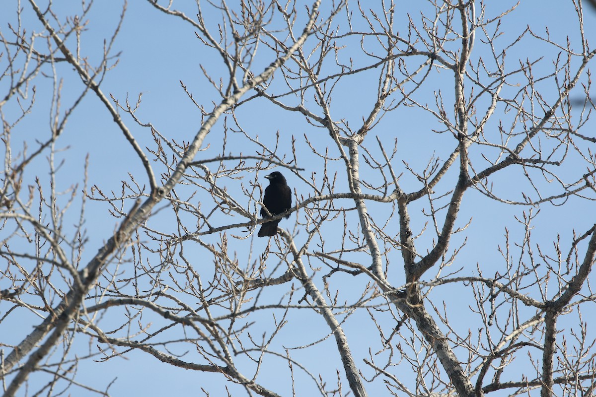 American Crow - ML414707901