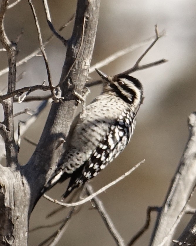 Ladder-backed Woodpecker - ML414708171