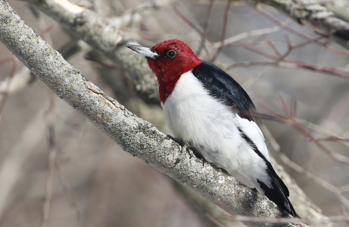 Red-headed Woodpecker - Dan Gesualdo
