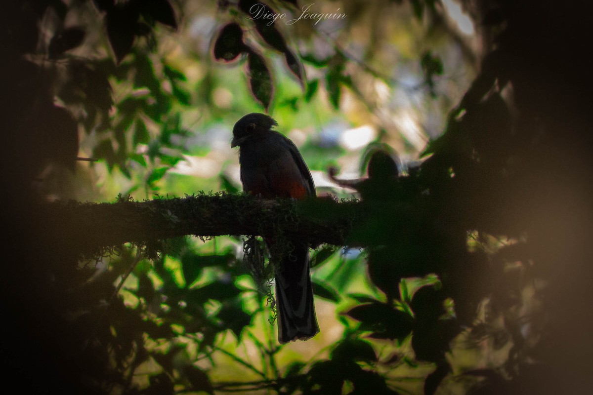 Surucua Trogon - ML414709451