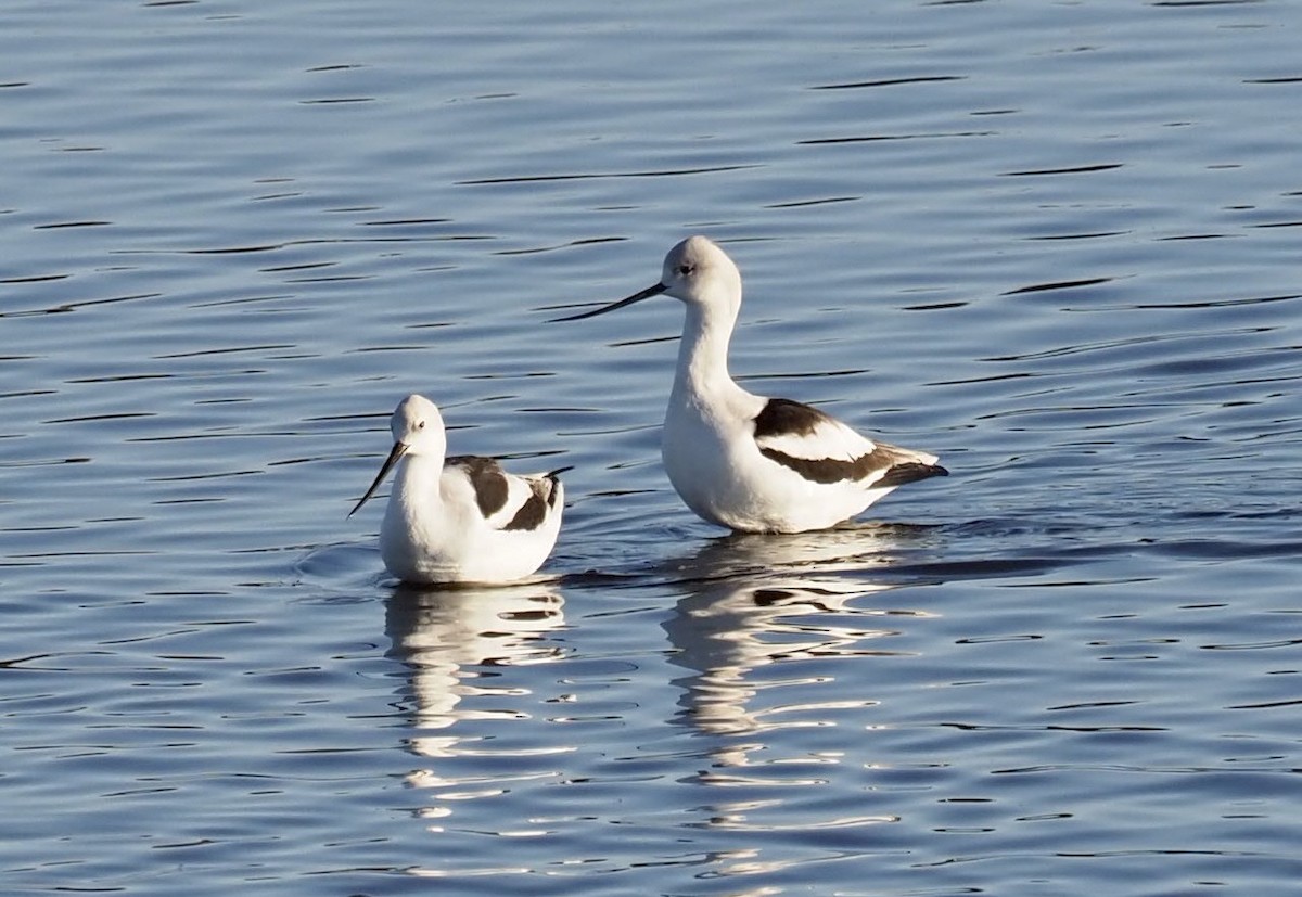 American Avocet - ML414714551