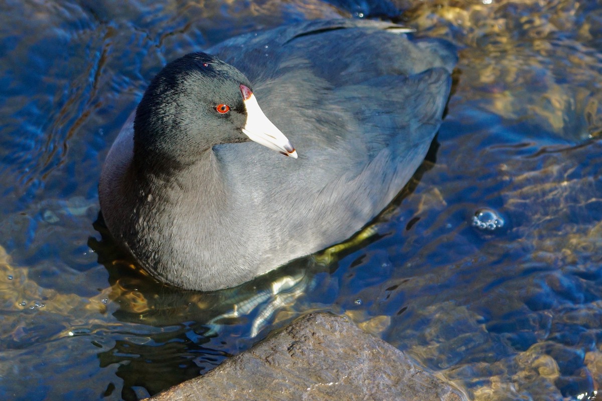 American Coot - Laura Sisitzky