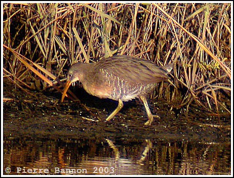 Clapper Rail - ML41471651