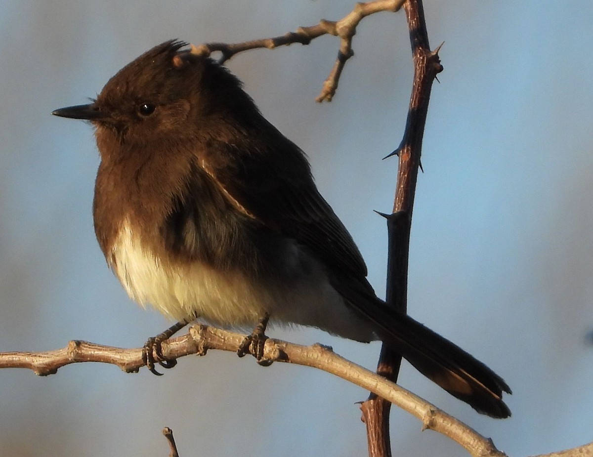 Black Phoebe - ML414717201