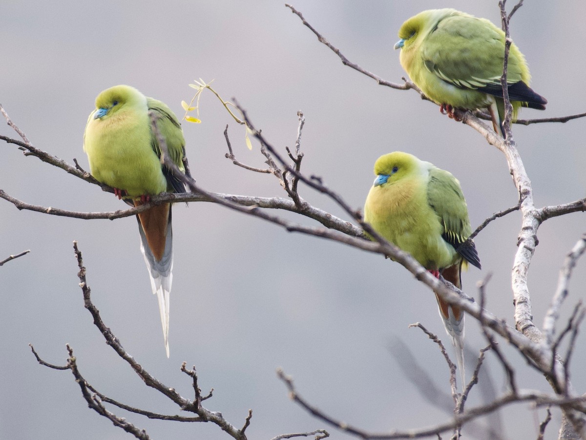 Pin-tailed Green-Pigeon - Aseem Gupta