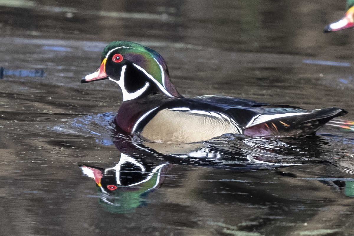 Wood Duck - ML414718511