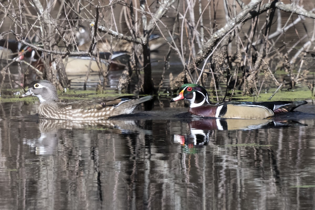 Wood Duck - ML414718541