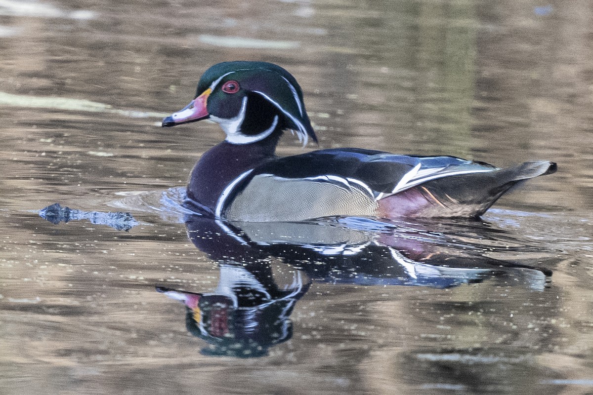 Wood Duck - ML414718561