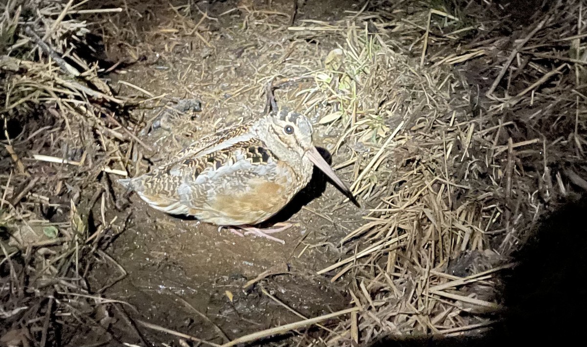 American Woodcock - Jared Conaway