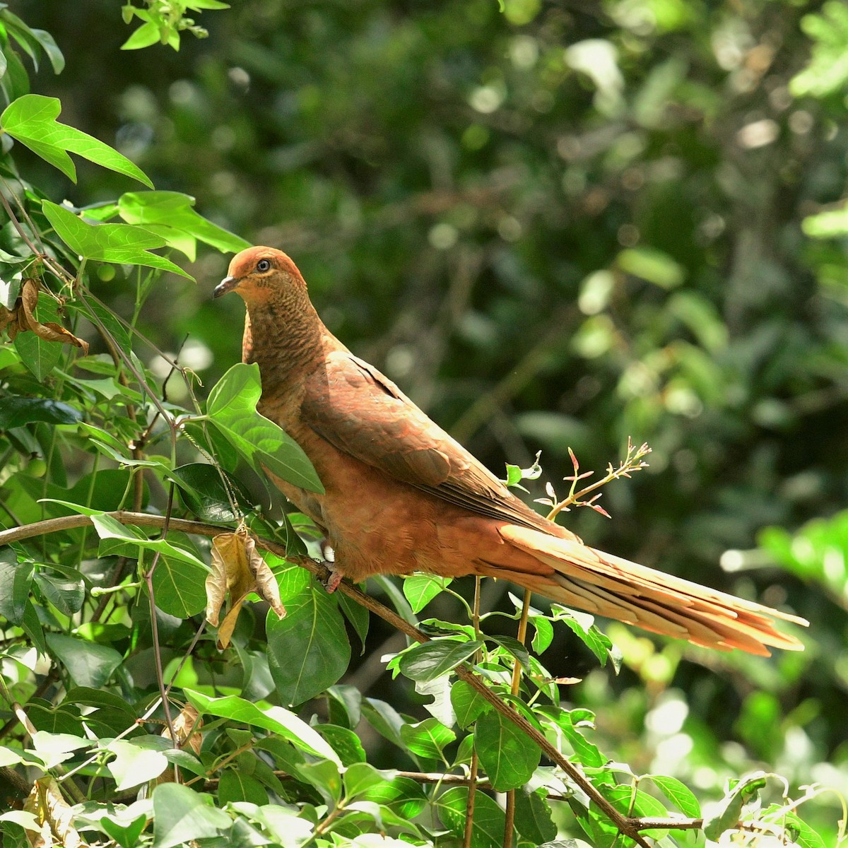 Brown Cuckoo-Dove - ML414722211