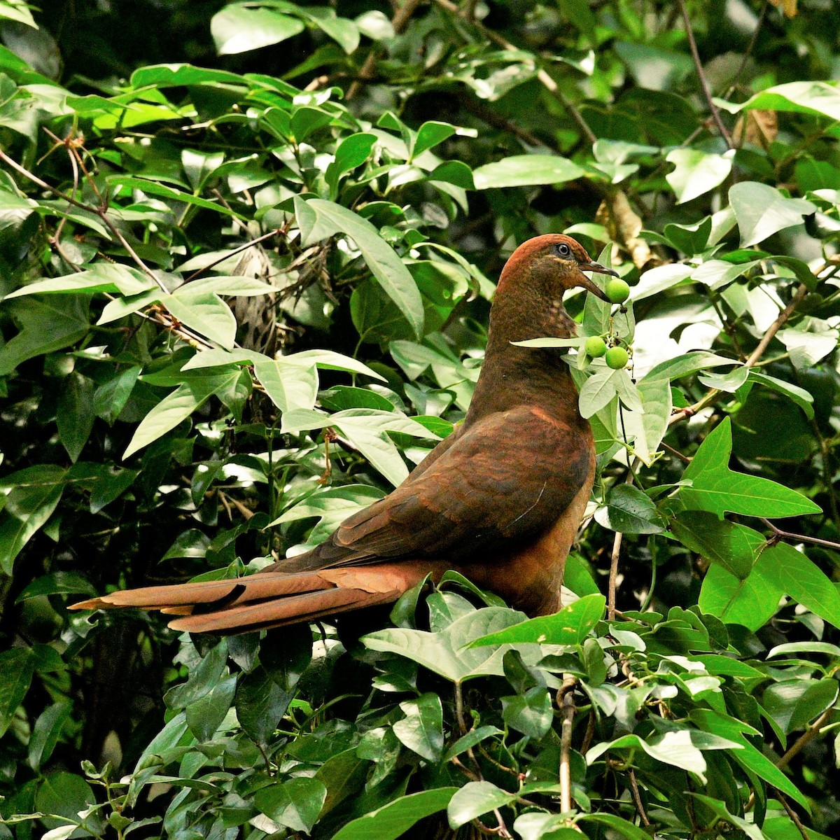 Brown Cuckoo-Dove - ML414722221