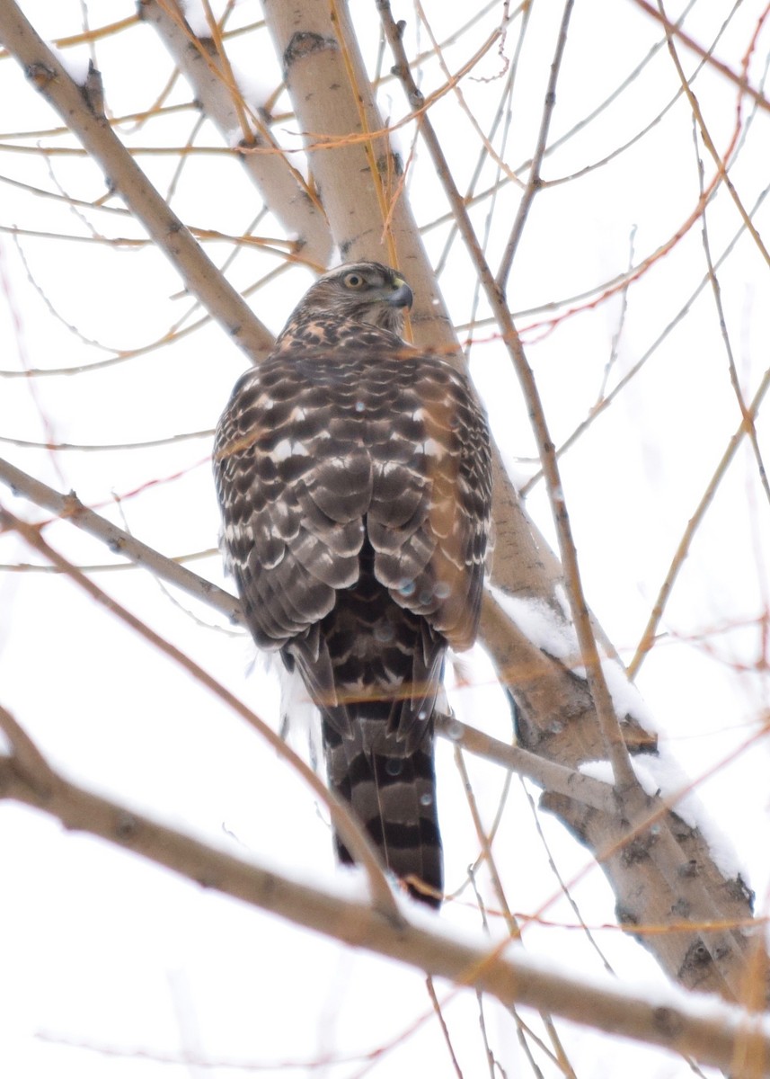 American Goshawk - ML414722701