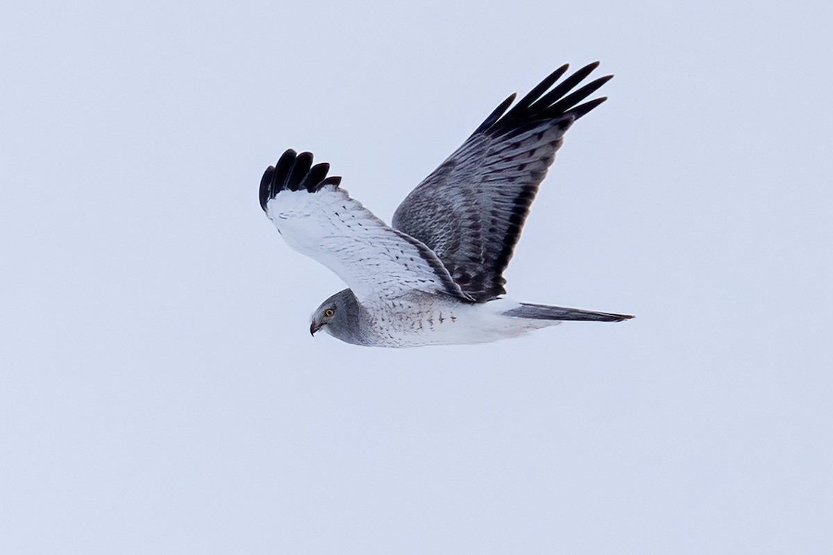 Northern Harrier - ML414723261