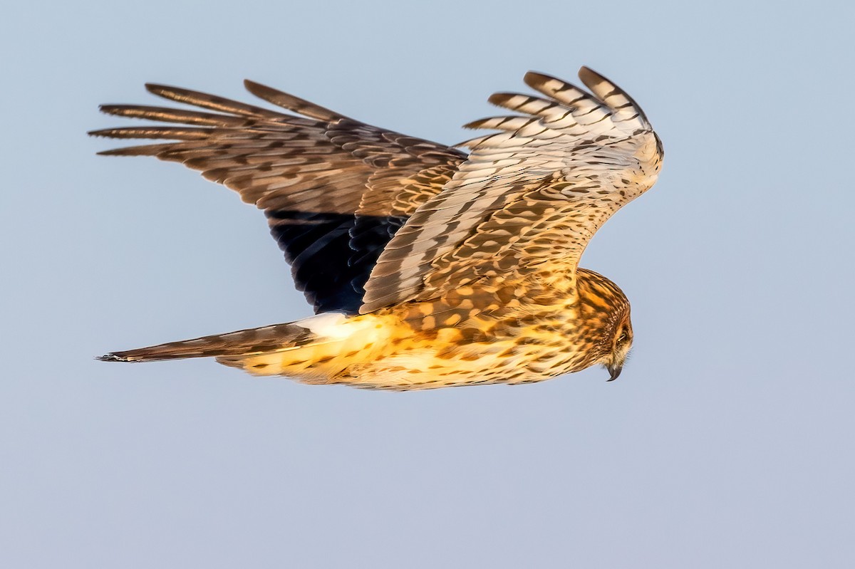 Northern Harrier - ML414723271