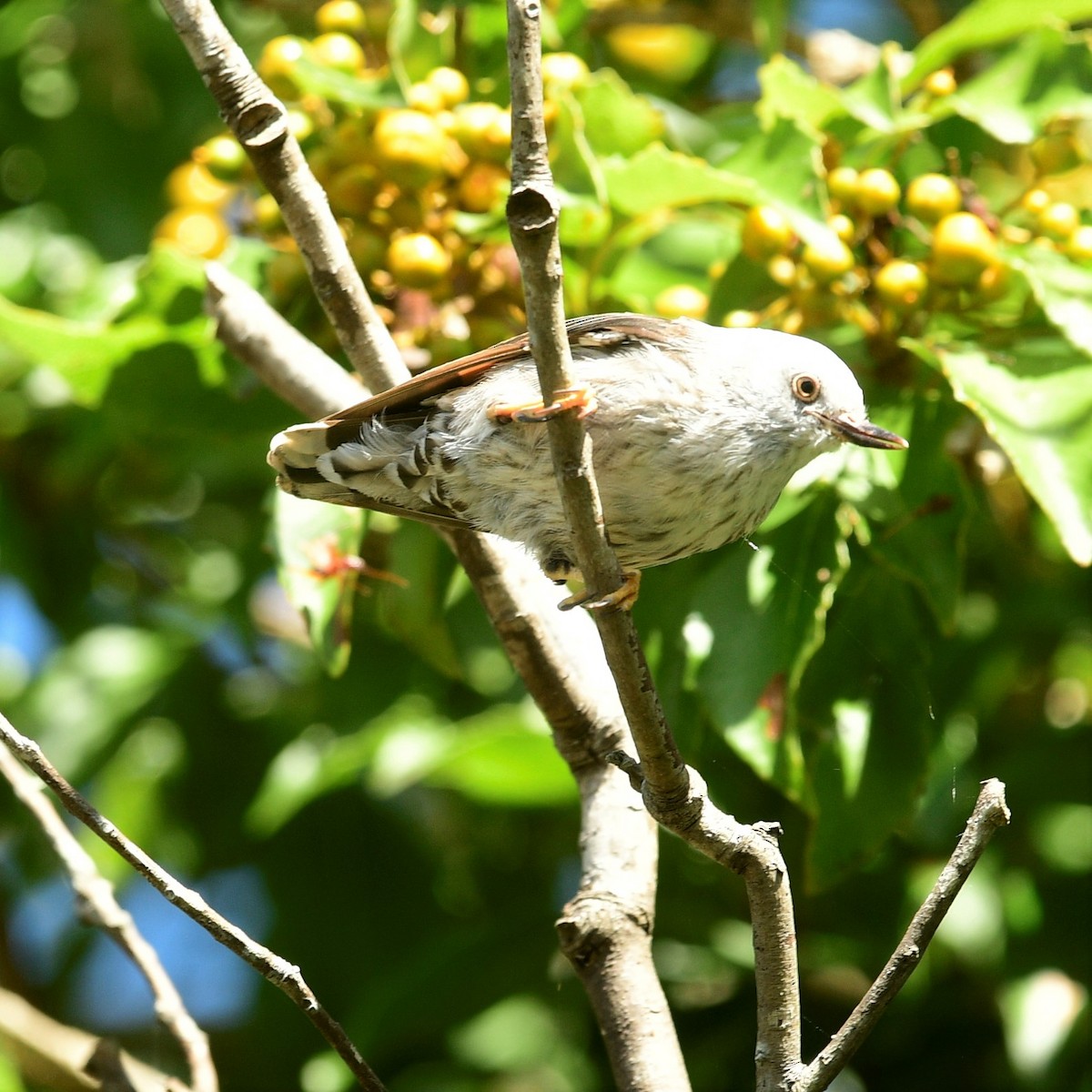 Varied Sittella - ML414724241