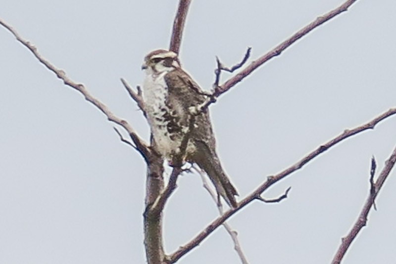 Prairie Falcon - Brian Pendleton