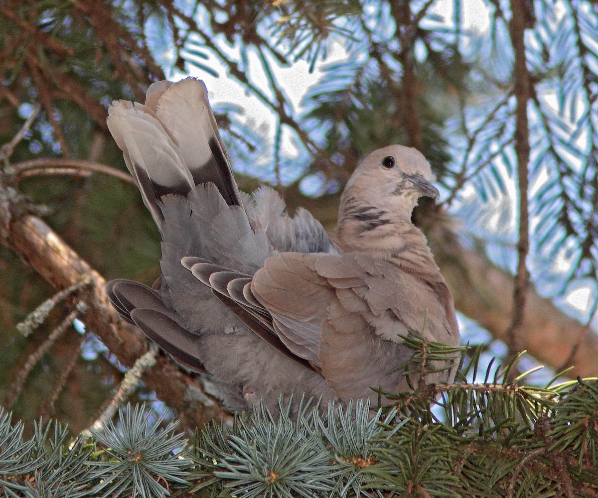 Eurasian Collared-Dove - Pierre Bannon