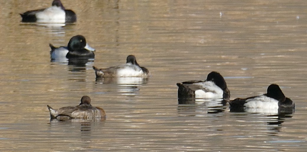 Greater Scaup - Enrique Zamora