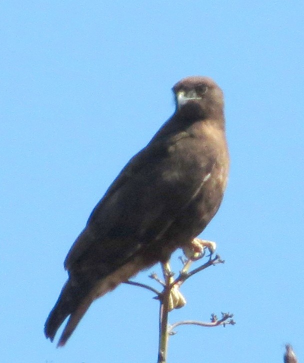 Red-tailed Hawk - ML41472591