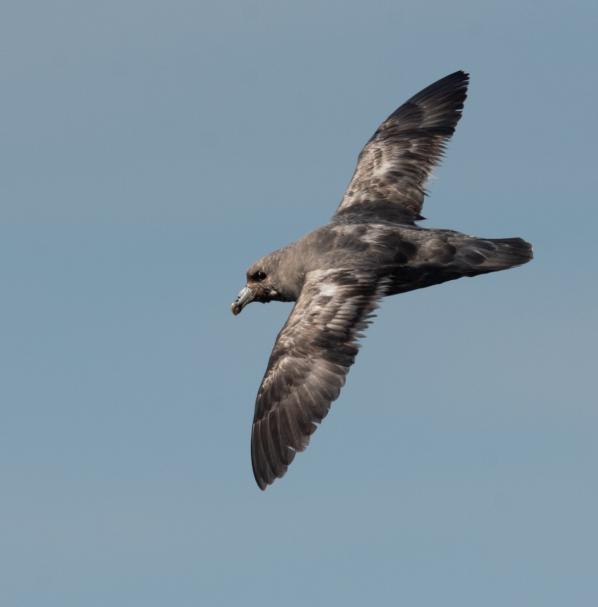 Northern Fulmar - Joe Donahue