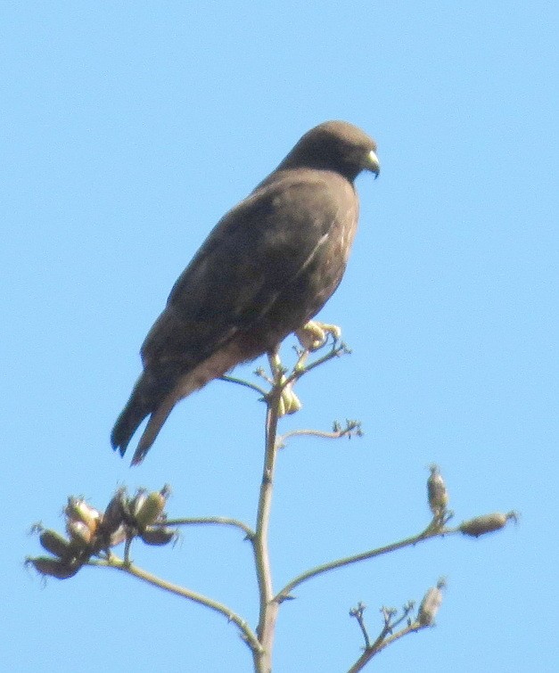 Kızıl Kuyruklu Şahin - ML41472601