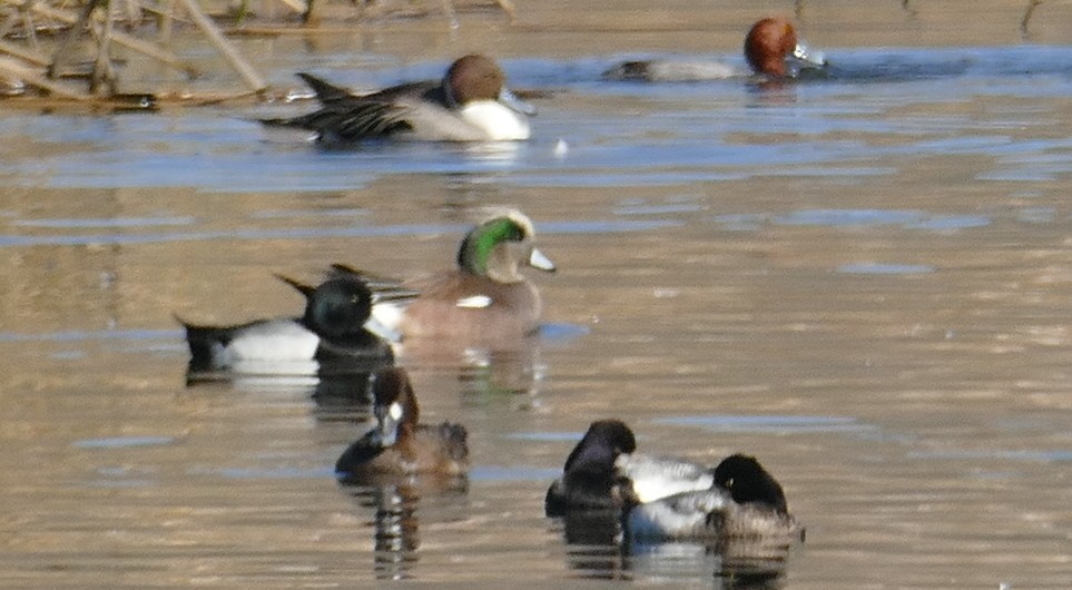 Greater Scaup - ML414726051