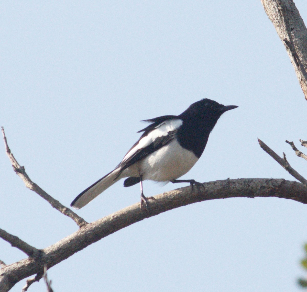 Oriental Magpie-Robin - ML414728551