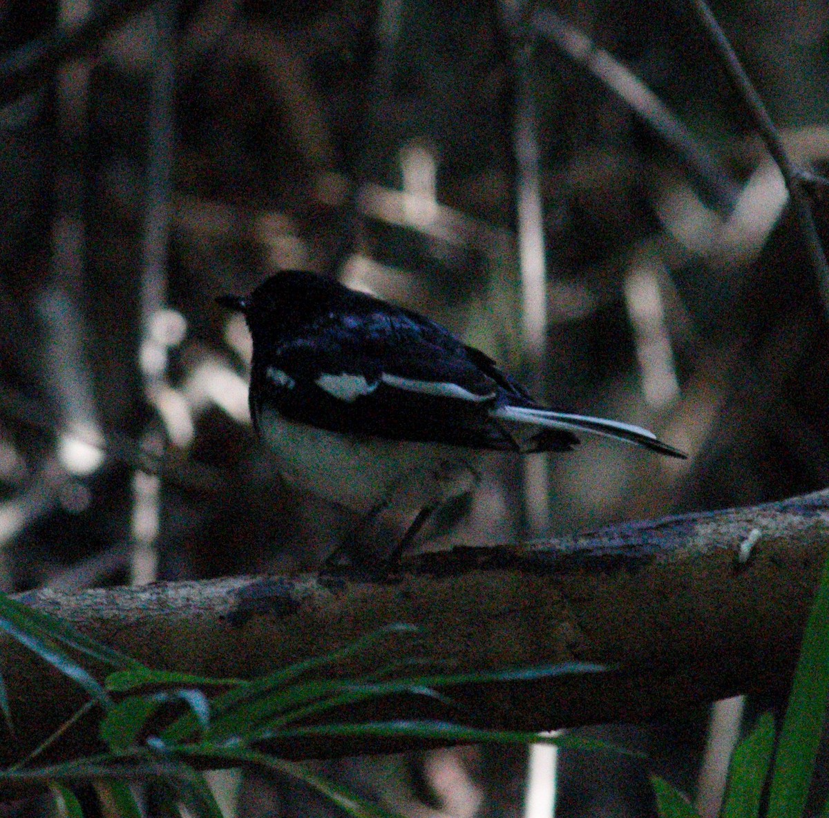 Oriental Magpie-Robin - ML414728561