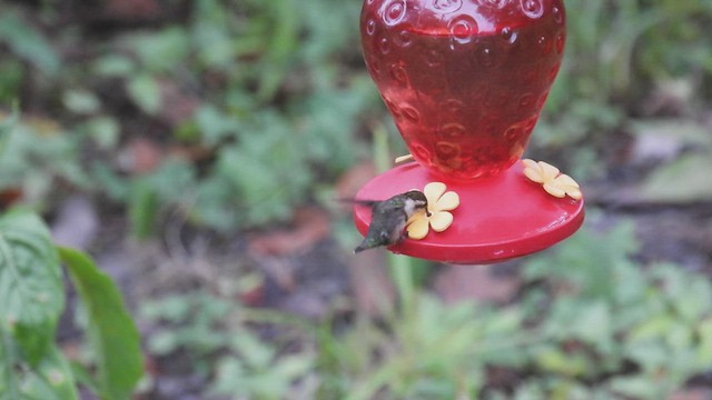 Colibrí de Esmeraldas - ML414728961