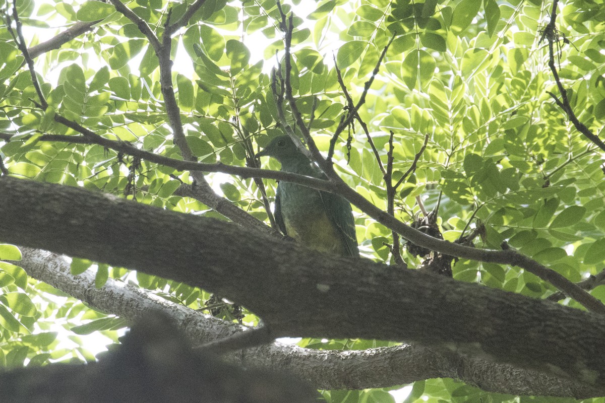 Superb Fruit-Dove - ML414730231