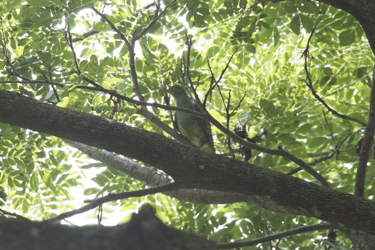 Superb Fruit-Dove - ML414730361