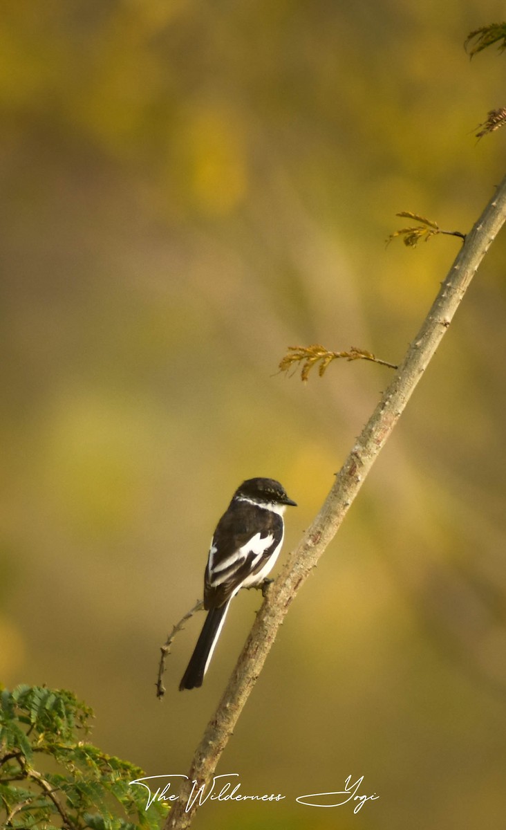White-bellied Minivet - ML414732321