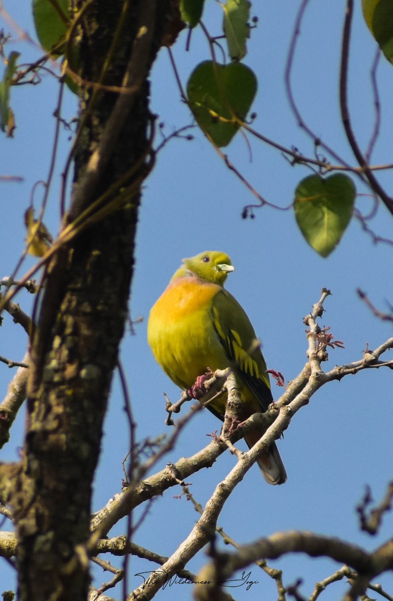 Orange-breasted Green-Pigeon - ML414732341