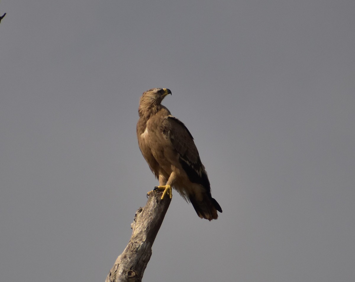 Tawny Eagle - ML414732501