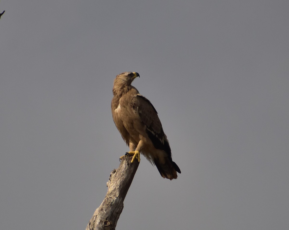 Tawny Eagle - Arun Nair
