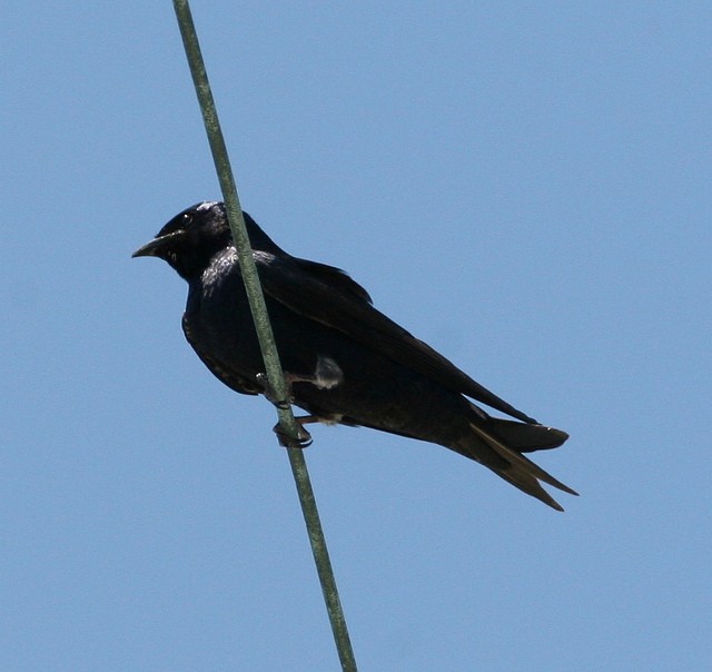 Purple Martin - ML41473291