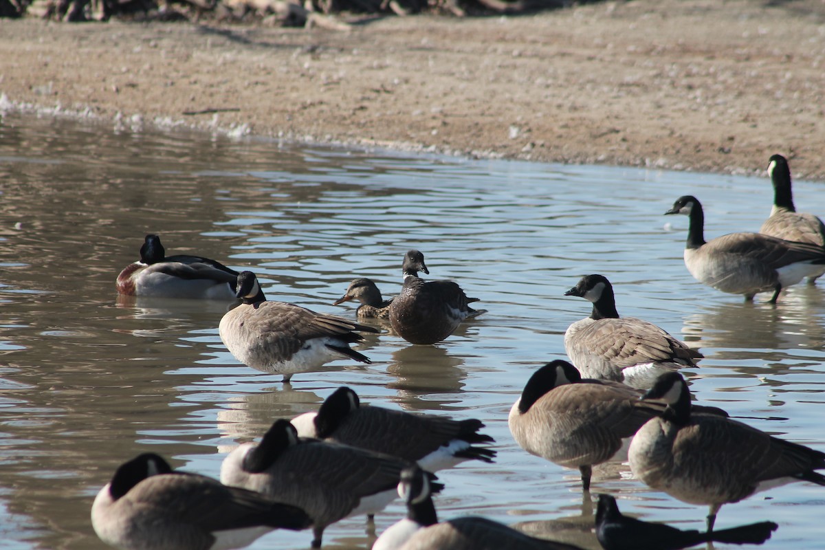 Brant - ML414733031