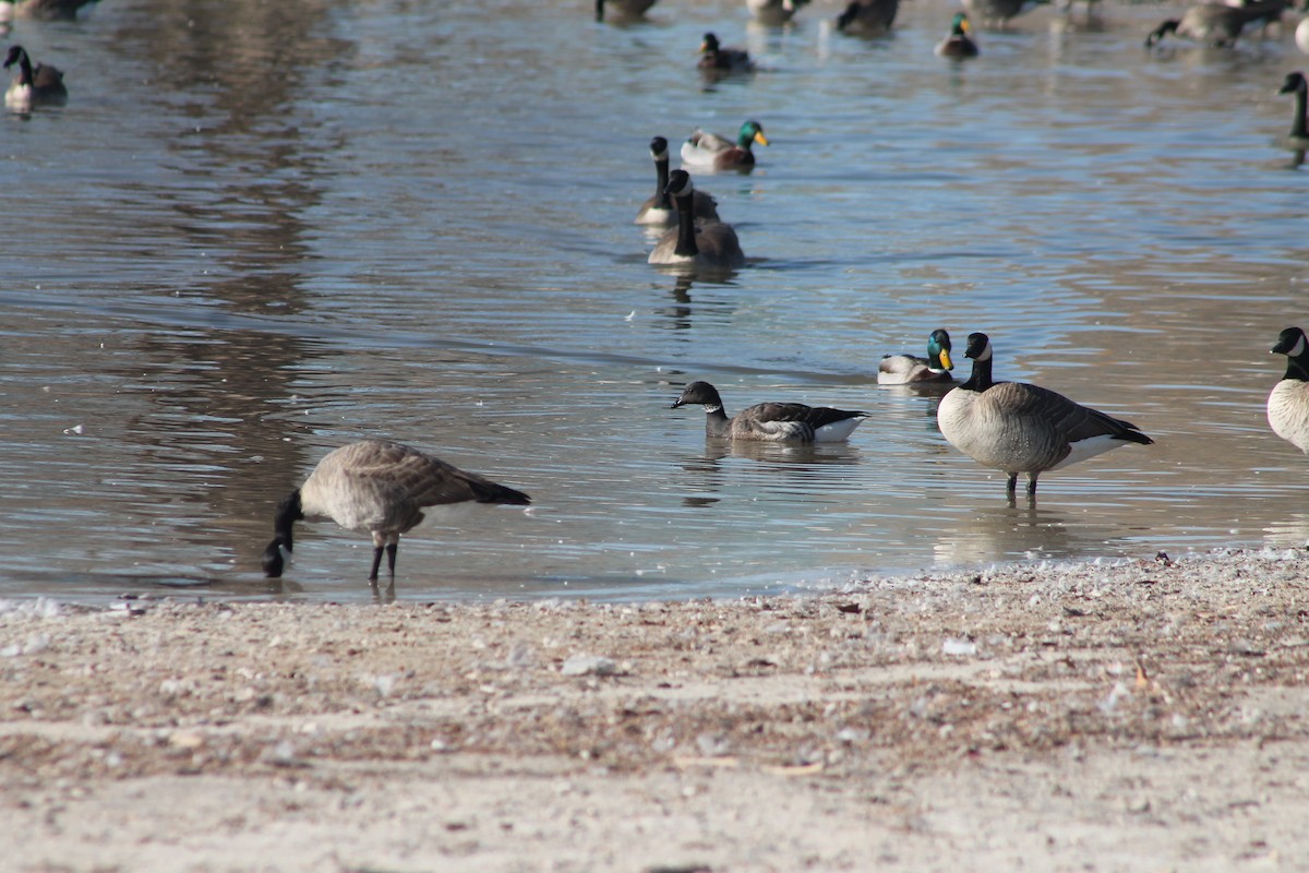 Brant - ML414733041