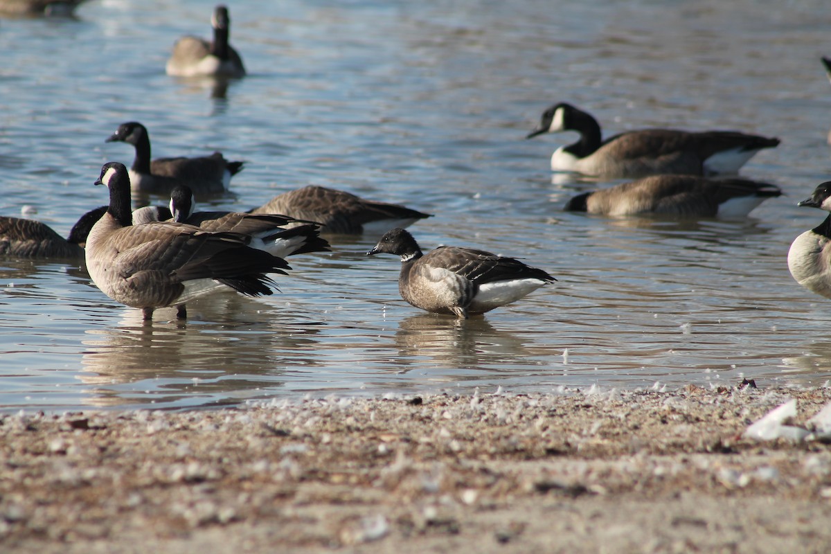 Brant - ML414733051