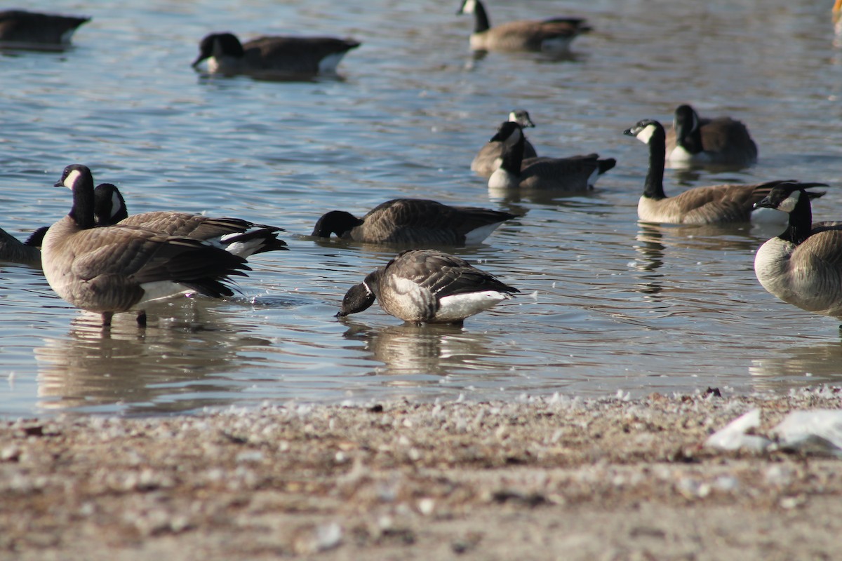 Brant - ML414733061