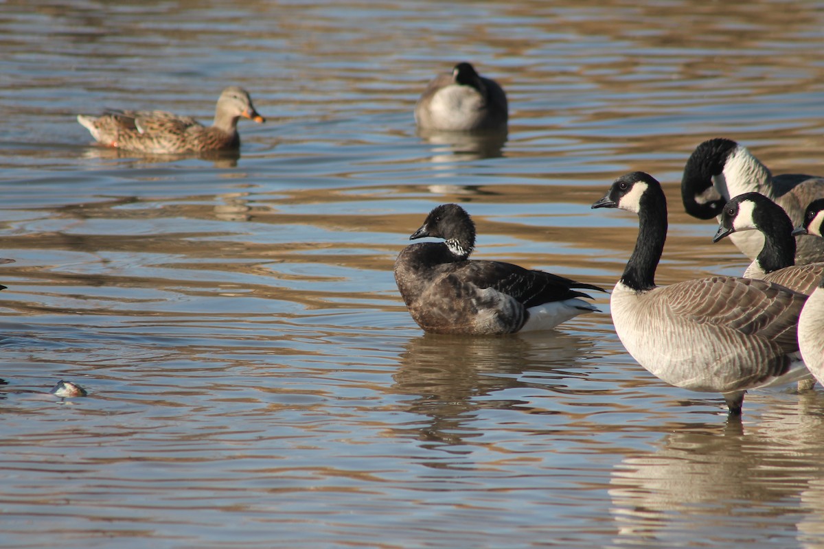 Brant - ML414733101