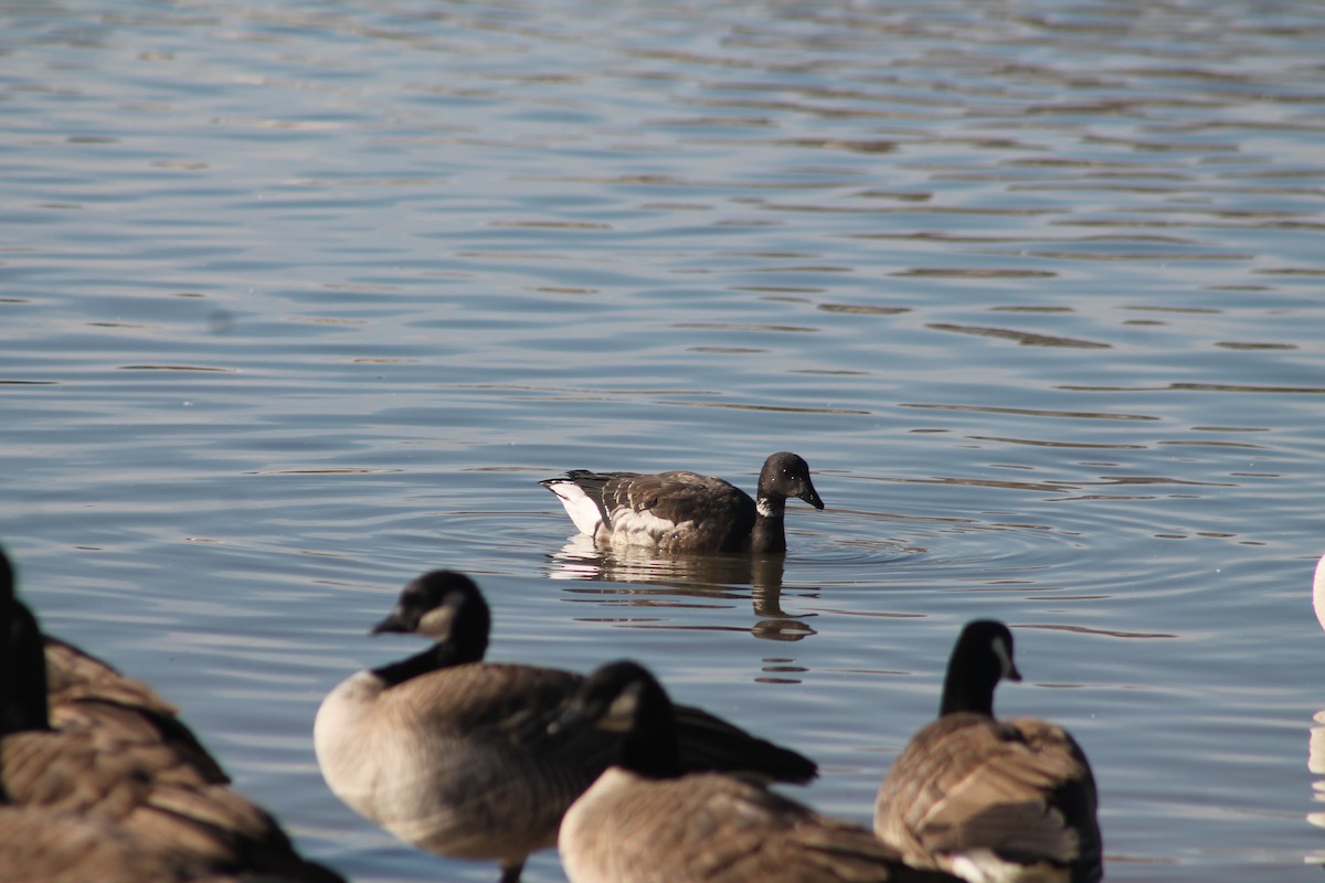 Brant - ML414733111