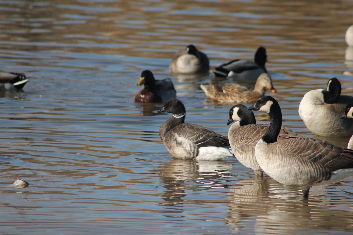 Brant - ML414733121
