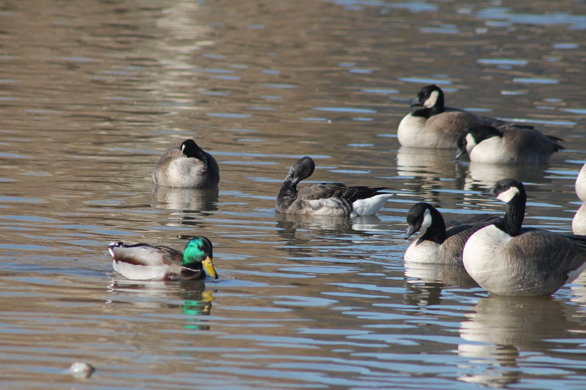 Brant - ML414733131